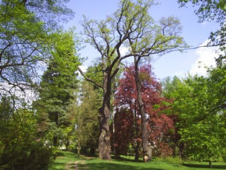 Körner´s oak