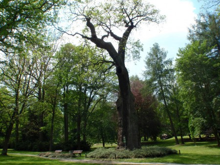 Körner´s oak