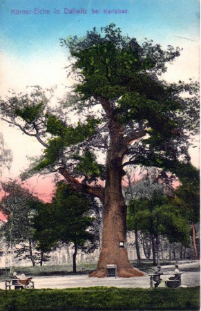 Körner´s oak