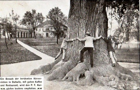 Körner´s oak