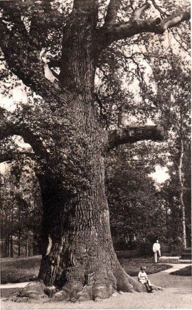 Körner´s oak